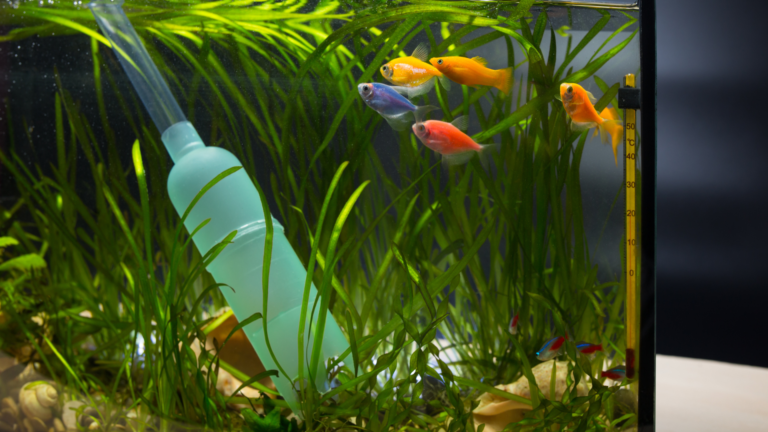 fish tank cleaner