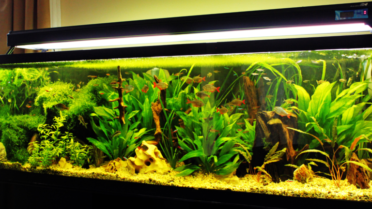 Set Up Your First Fish Tank