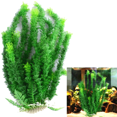 aquatic plants