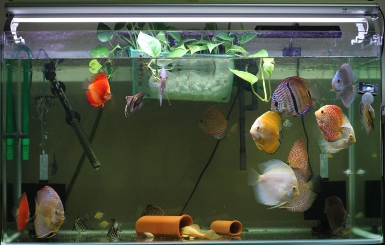 Pros and Cons Of A Bare Bottom Fish Tank and How They Work