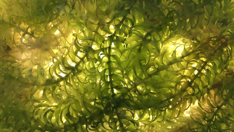 fish tank algae