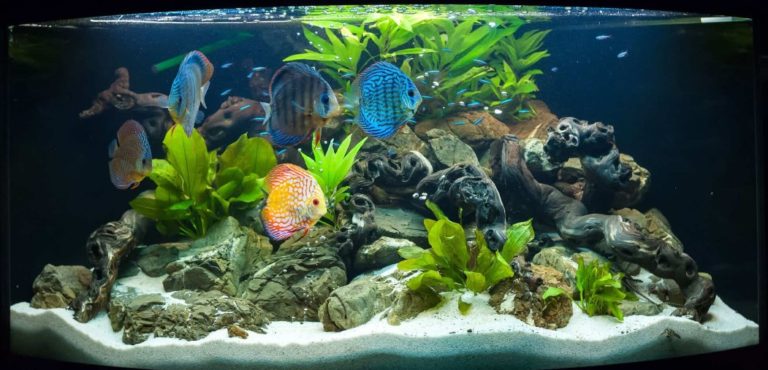 Fish Tank Set Up Tips For Beginners